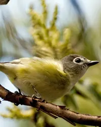 The Cassin's Vireo is a  small yellowish bird
